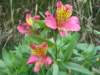 Alstroemeria or Peruvian Lily